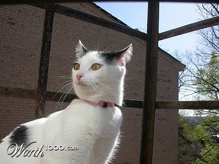 Photography by Crystal211