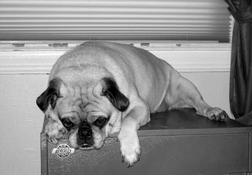 Photography by roastdawgg for DesignCrowd (Community Contests) | Design #9080769