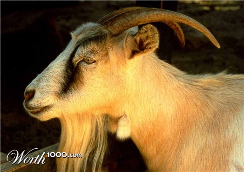 Photography by tigercrosse