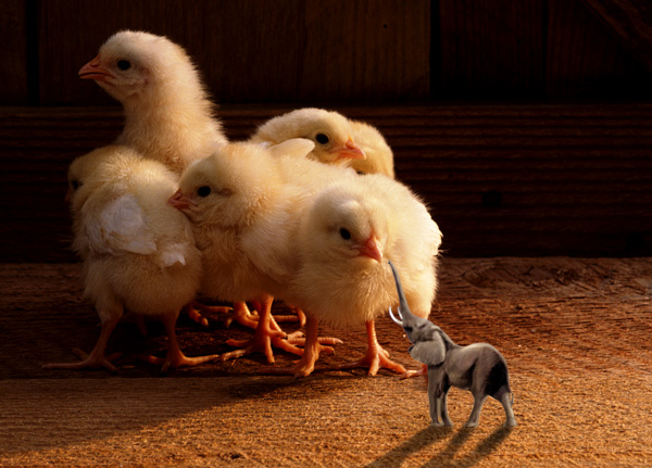 Diseño de Photoshop por melrsa para DesignCrowd (Community Contests) | Diseño #9074691