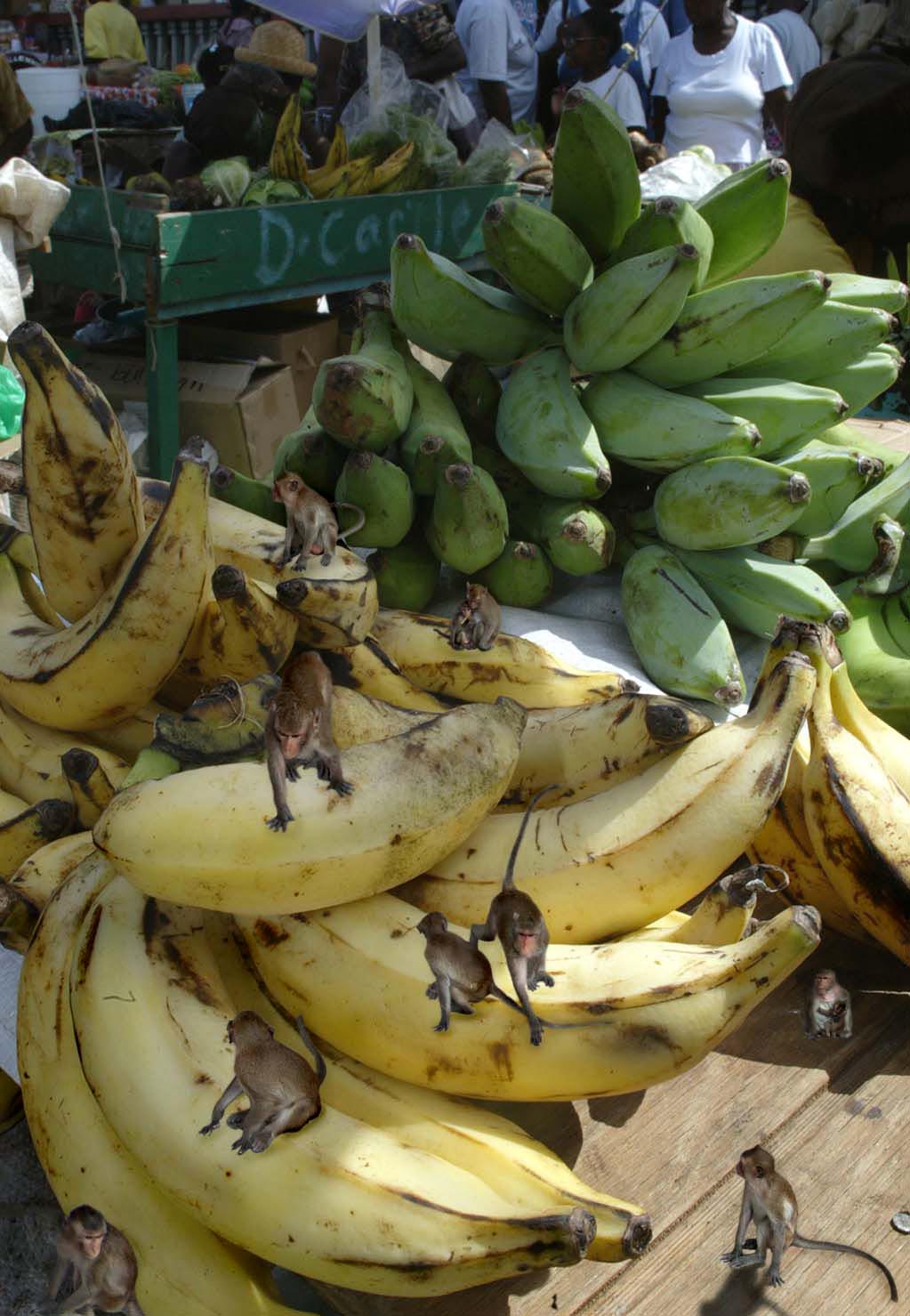 Design Photoshop par scorpio777 pour DesignCrowd (Community Contests) | Design #9074677