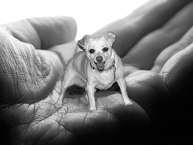 Photoshop-Design von LADPUPMOE für DesignCrowd (Community Contests) | Design #9074701