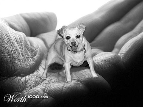 Photoshop Design by LADPUPMOE