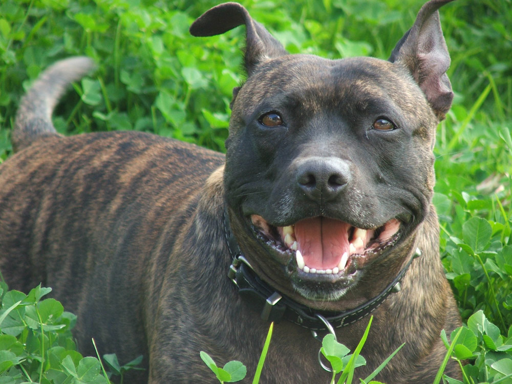 Fotografía por sn8kebyte para DesignCrowd (Community Contests) | Diseño #9080732