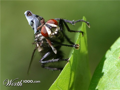 Photoshop Design by dwood58