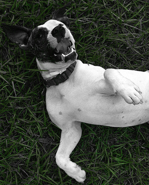 Photographie par Scuzem pour DesignCrowd (Community Contests) | Design #9080776