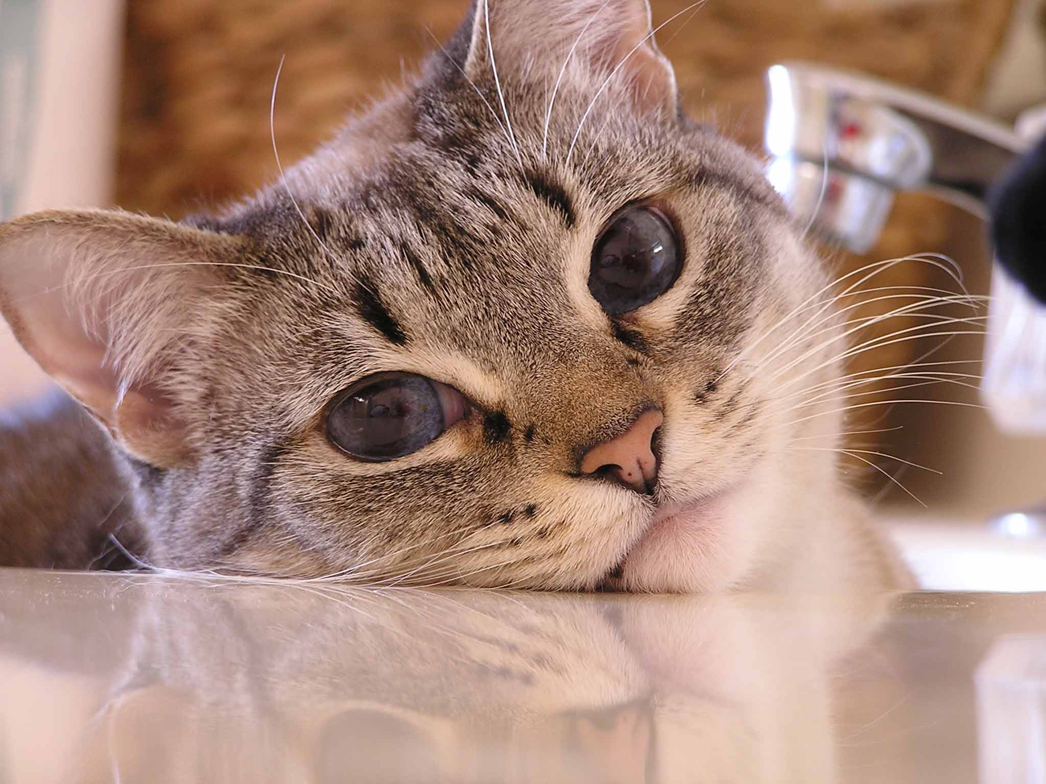 Fotografía por jodyberry para DesignCrowd (Community Contests) | Diseño #9080823