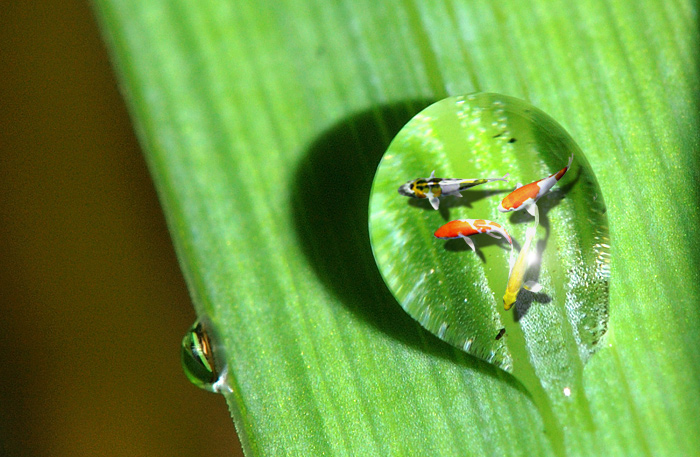 Design Photoshop par Helen79 pour DesignCrowd (Community Contests) | Design #9074791