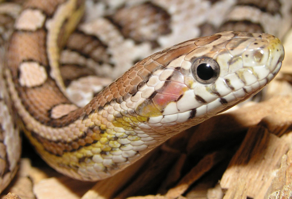 Fotografie von Rouwkema für DesignCrowd (Community Contests) | Design #9080819