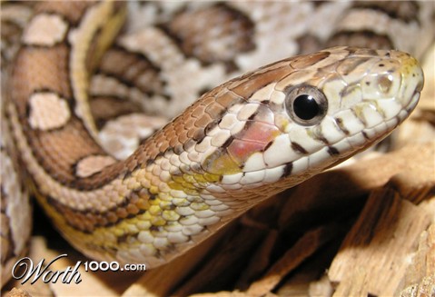 Photography by Rouwkema