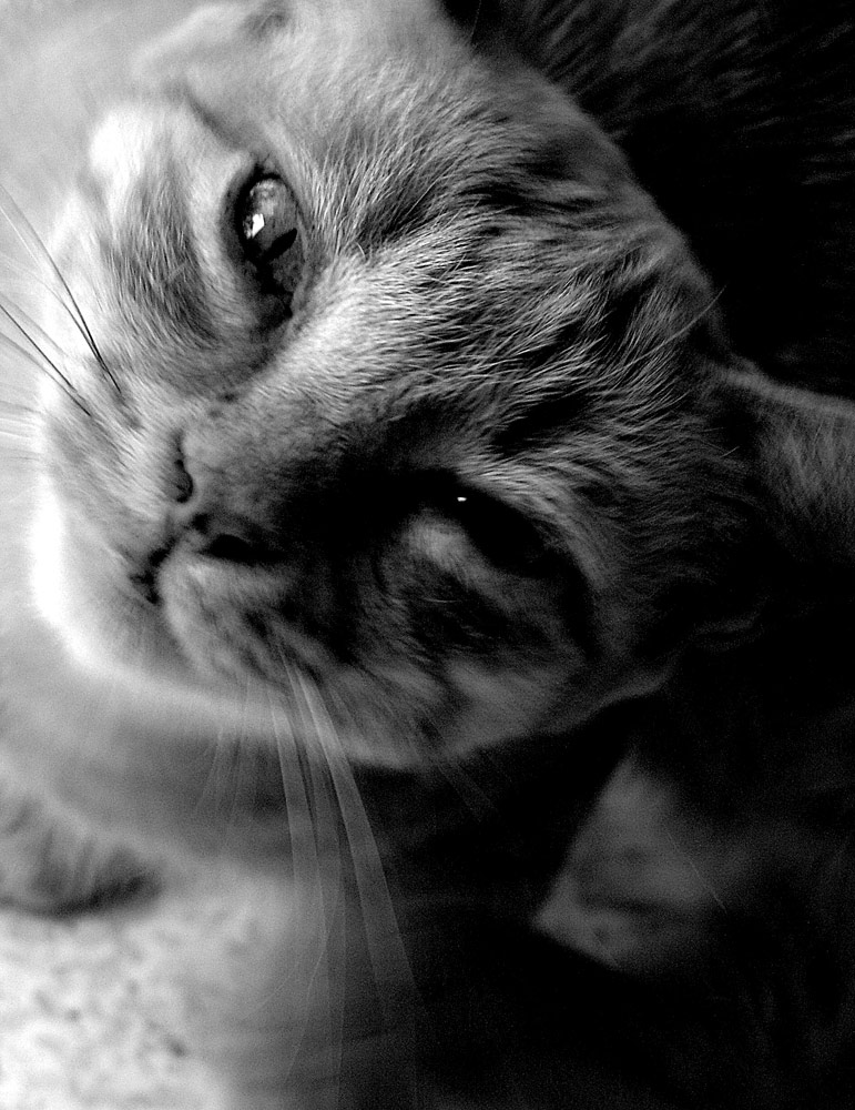 Photographie par Ronbrandt pour DesignCrowd (Community Contests) | Design #9080933