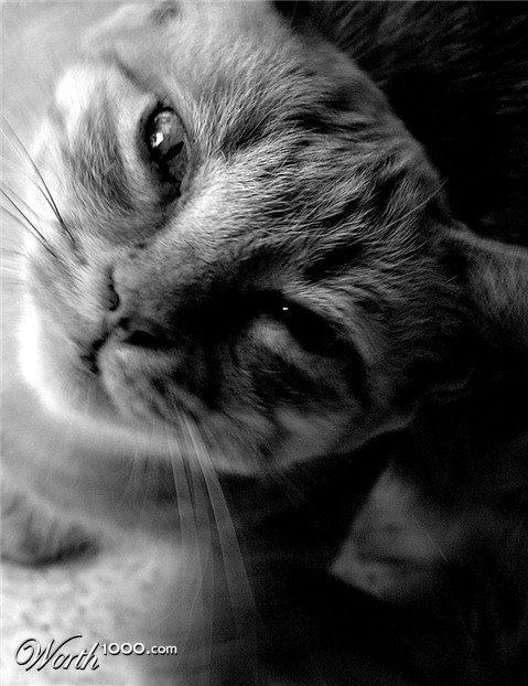 Photography by Ronbrandt