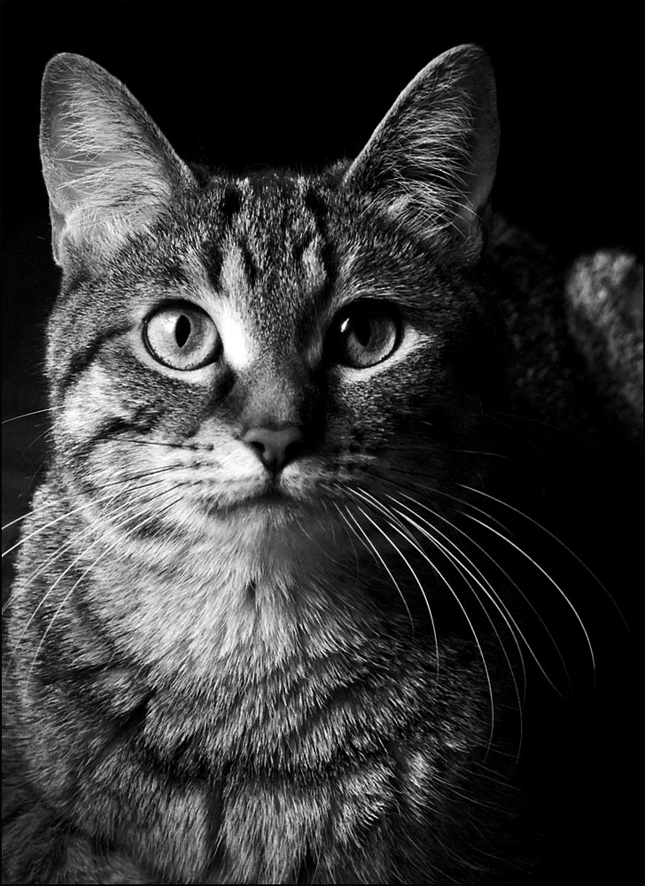 Photography by ELBradenabra for DesignCrowd (Community Contests) | Design #9080856