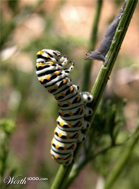 Photoshop Design by Zalgren