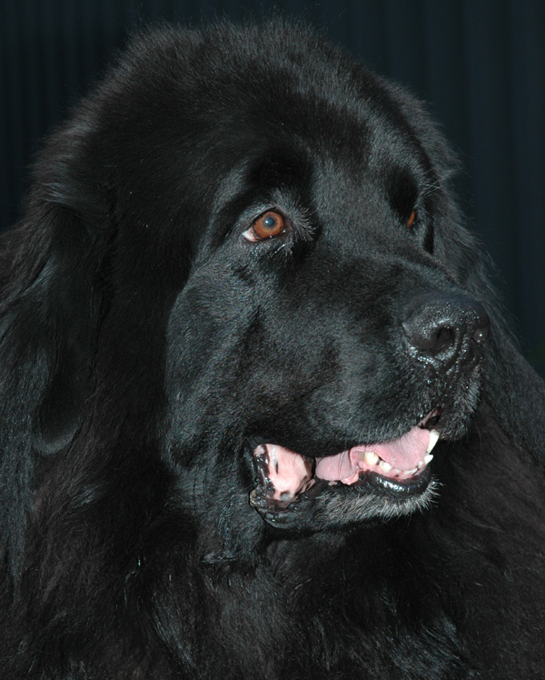 Fotografía por kimbomac para DesignCrowd (Community Contests) | Diseño #9080982