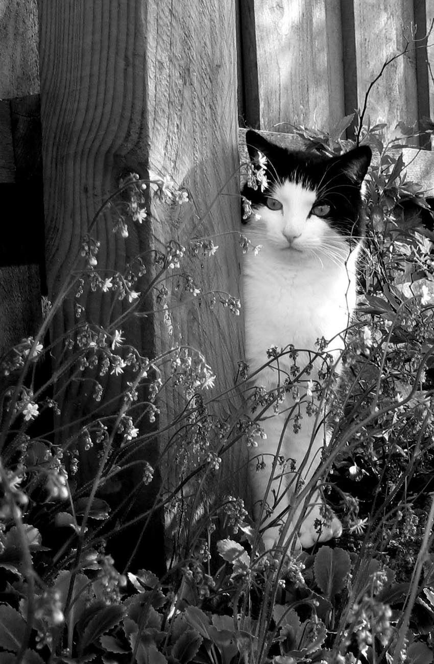 Fotografie von johnnymaxwell für DesignCrowd (Community Contests) | Design #9080890