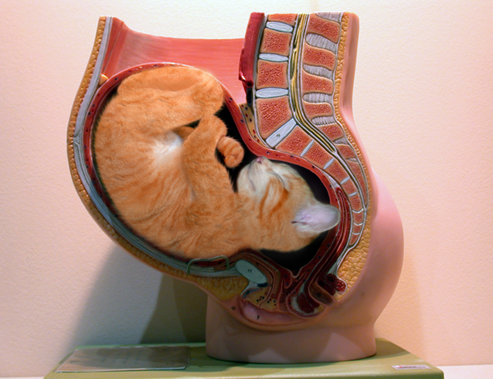 Photoshop Design by mulambo for DesignCrowd (Community Contests) | Design #9074651