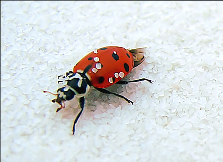 Photography by DFragXD for DesignCrowd (Community Contests) | Design #9074219