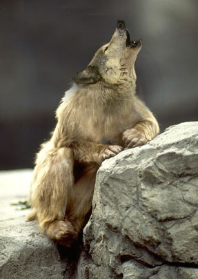 Photoshop Design by BradBramish for DesignCrowd (Community Contests) | Design #9077552