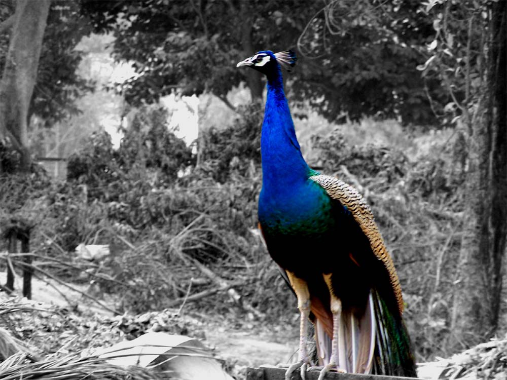 Fotografía por vgmn1956 para DesignCrowd (Community Contests) | Diseño #9073383