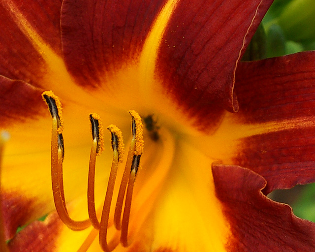 Fotografie von LADPUPMOE für DesignCrowd (Community Contests) | Design #9074240