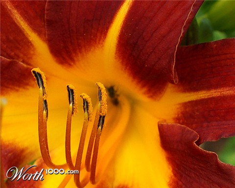 Photography by LADPUPMOE