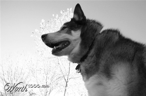 Photography by TheZebu