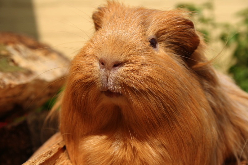 Photography by anviss for DesignCrowd (Community Contests) | Design #9080962