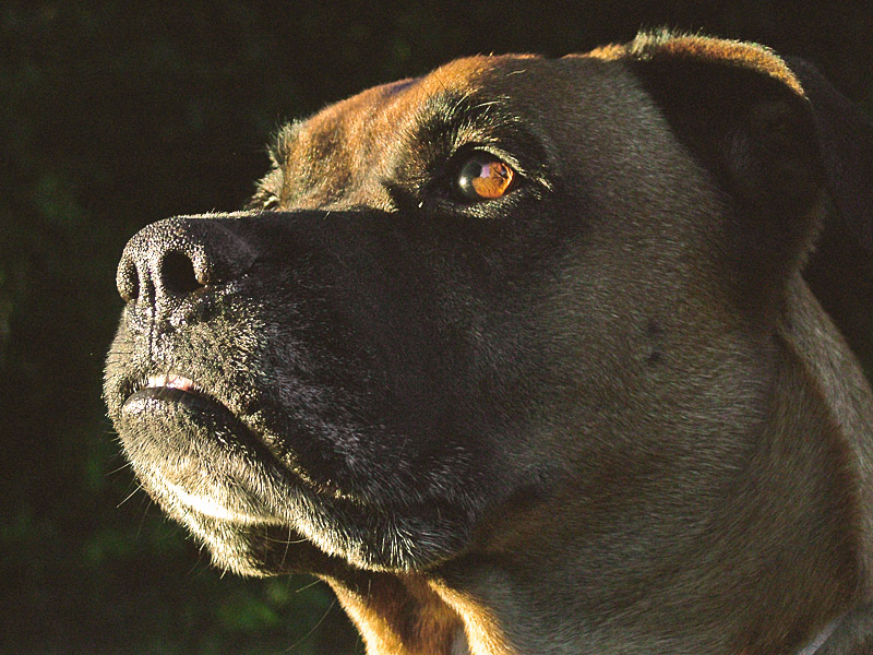 Fotografie von rattiecat für DesignCrowd (Community Contests) | Design #9080861