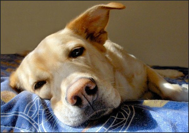 Photographie par razzberry pour DesignCrowd (Community Contests) | Design #9080903