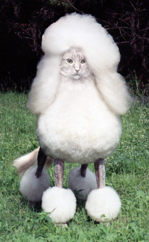 Photoshop Design by ariel9 for DesignCrowd (Community Contests) | Design #9074705