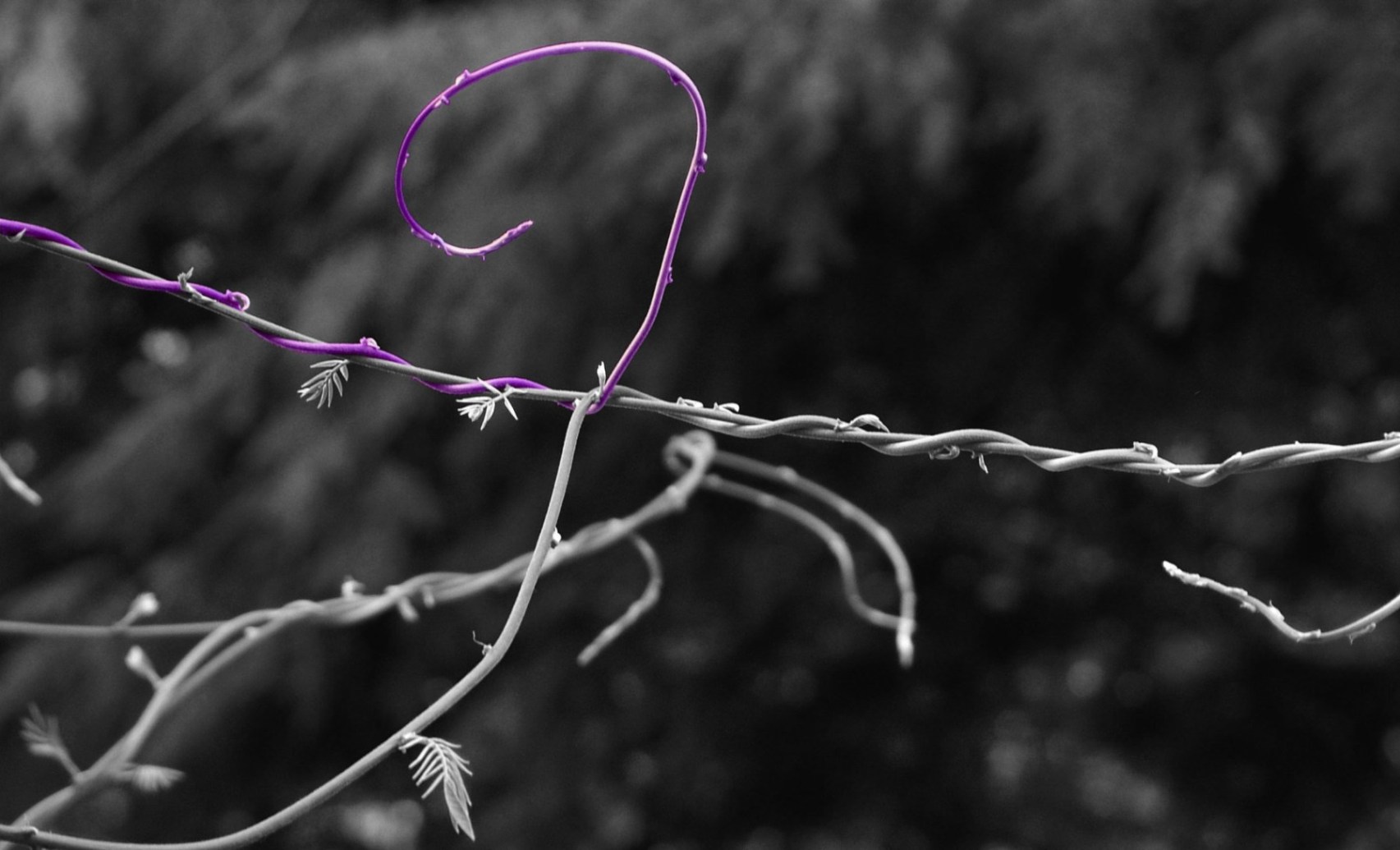 Photography by mennufer for DesignCrowd (Community Contests) | Design #9073394