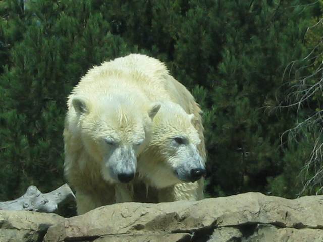 Photoshop Design by adribejarano for DesignCrowd (Community Contests) | Design #9077578