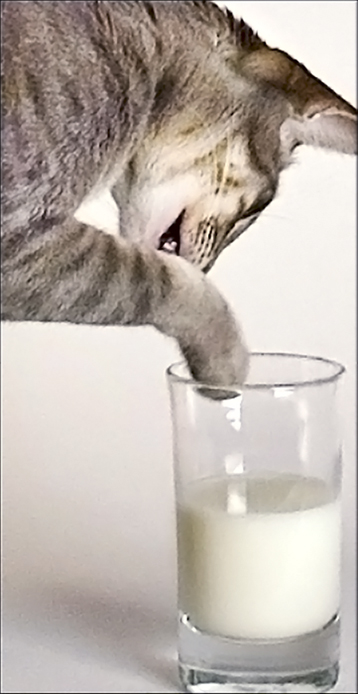 Fotografie von ewall53 für DesignCrowd (Community Contests) | Design #9080847