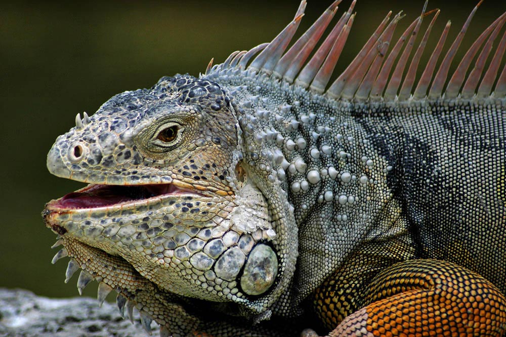 Photography by josephzl for DesignCrowd (Community Contests) | Design #9080914