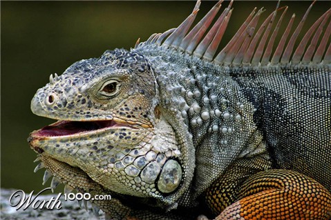 Photography by josephzl