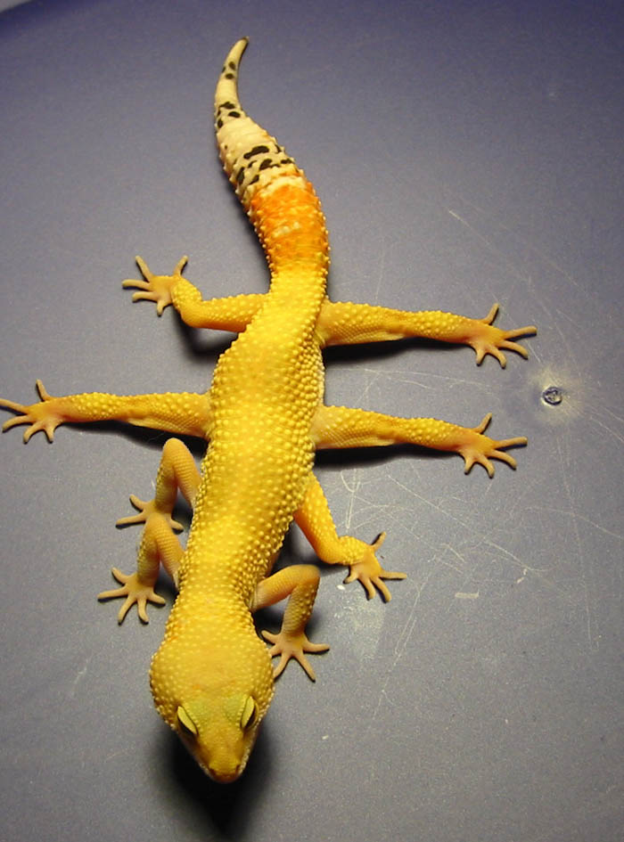 Photoshop-Design von bruceleroy für DesignCrowd (Community Contests) | Design #9077624