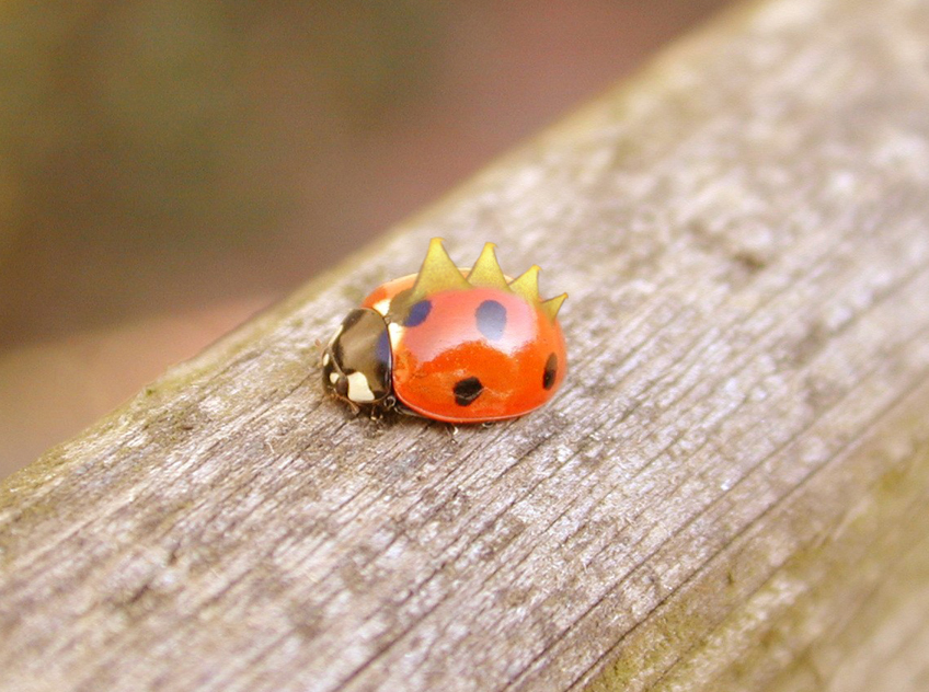 Photoshop Design by nowheregirl for DesignCrowd (Community Contests) | Design #9077676