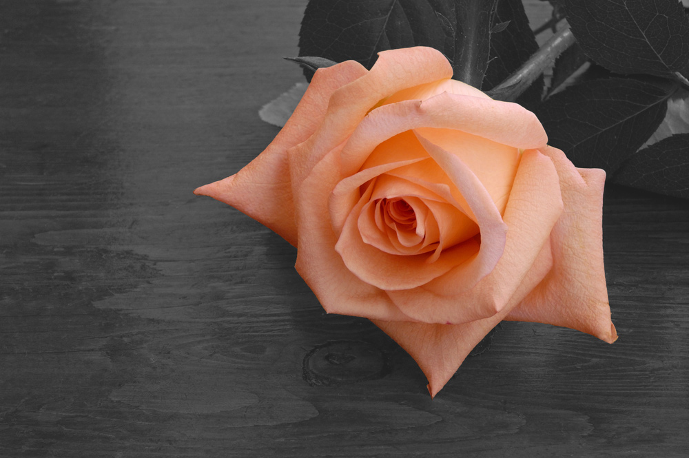 Photography by torch27 for DesignCrowd (Community Contests) | Design #9073413