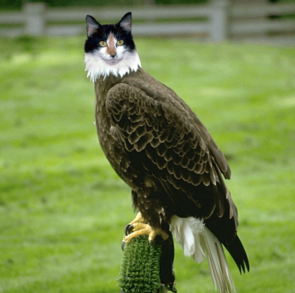 Photoshop Design by graphictraffic for DesignCrowd (Community Contests) | Design #9077782