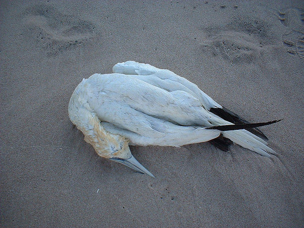 Photography by angel2kiss for DesignCrowd (Community Contests) | Design #9077418