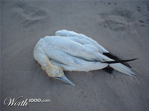 Photography by angel2kiss