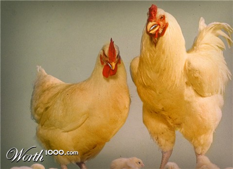 Photoshop Design by fresh2death