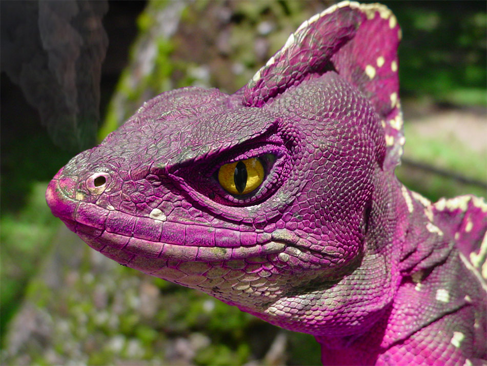 Photoshop Design by BabyMieuw for DesignCrowd (Community Contests) | Design #9077806