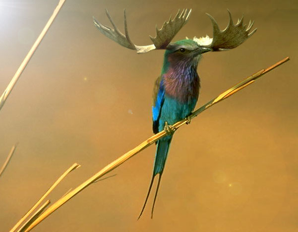 Photoshop Design by lonnadev for DesignCrowd (Community Contests) | Design #9077837