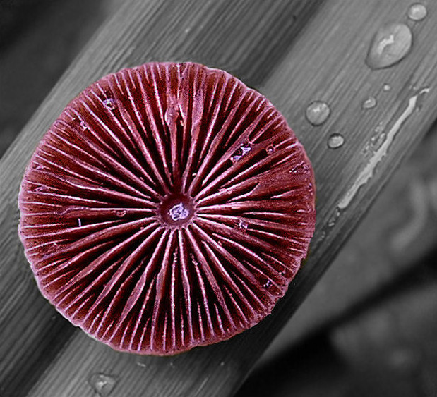 Fotografie von MrsFuzzButt für DesignCrowd (Community Contests) | Design #9073400