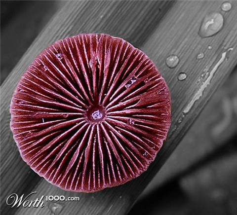 Photography by MrsFuzzButt