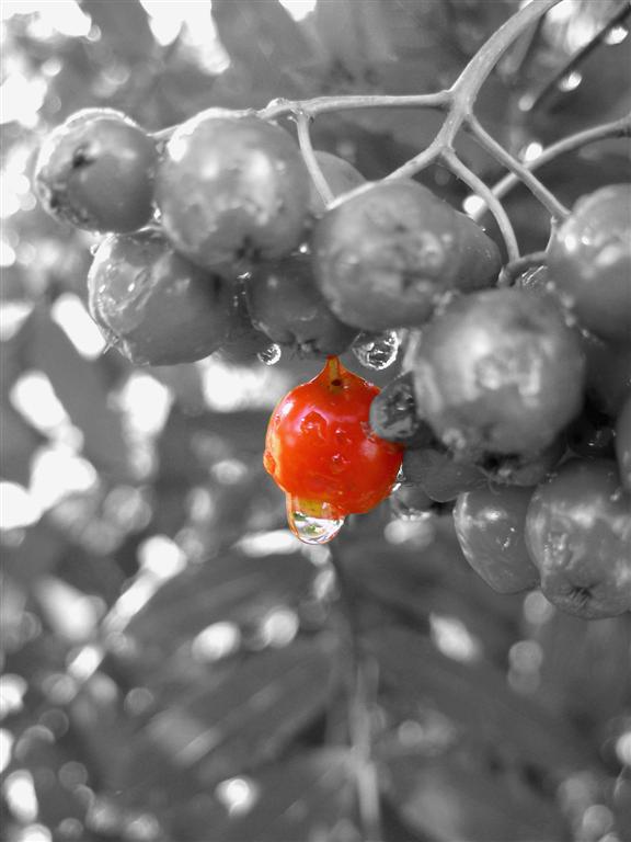 Photography by Chupakabra for DesignCrowd (Community Contests) | Design #9073407