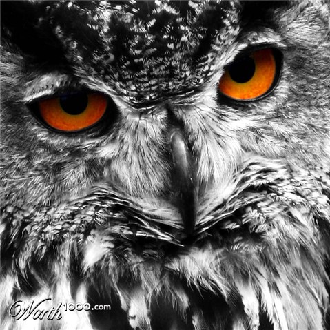 Photography by SigloV