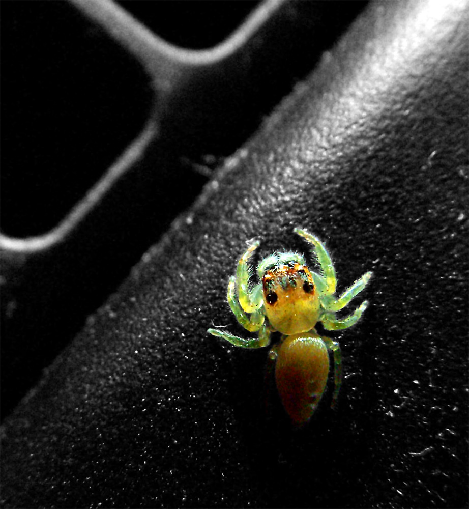 Fotografía por ozplasmic para DesignCrowd (Community Contests) | Diseño #9073484